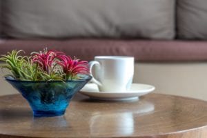 Bromeliad Plant for Air Quality